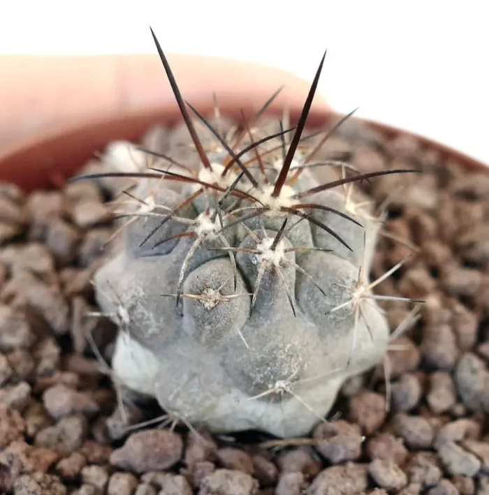 Copiapoa cinerea X Copiapoa desertorum Fornitura - immagine 2