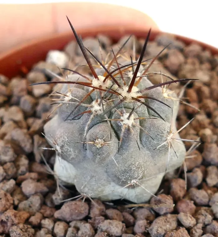 Copiapoa cinerea X Copiapoa desertorum Fornitura - immagine 3