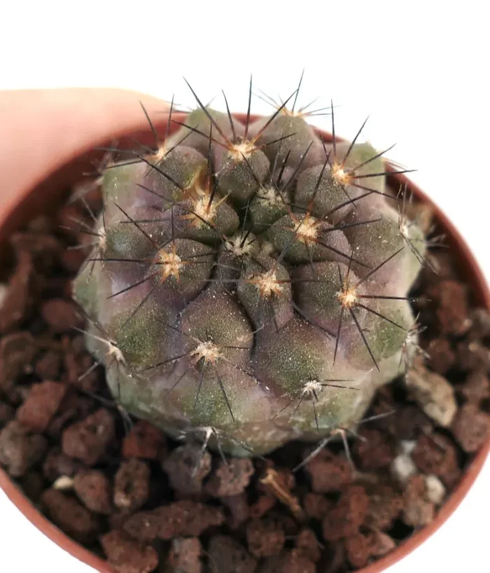 Copiapoa cinerea X Copiapoa goldii