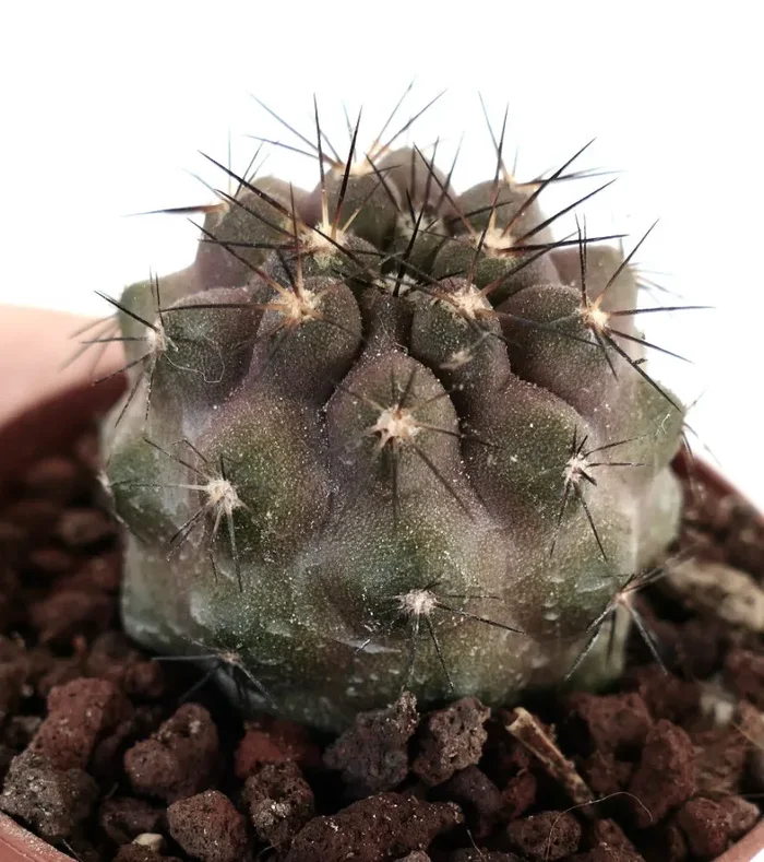 Copiapoa cinerea X Copiapoa goldii - immagine 2