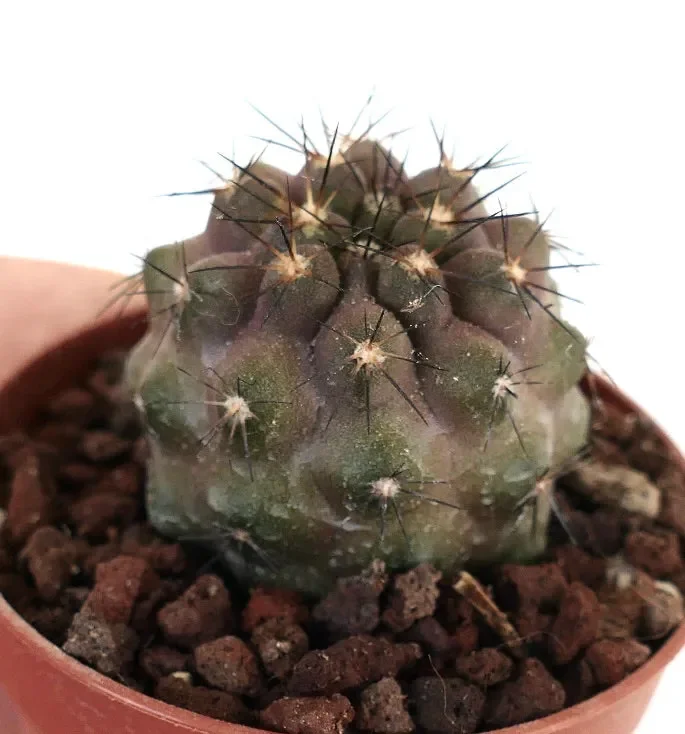 Copiapoa cinerea X Copiapoa goldii - immagine 3