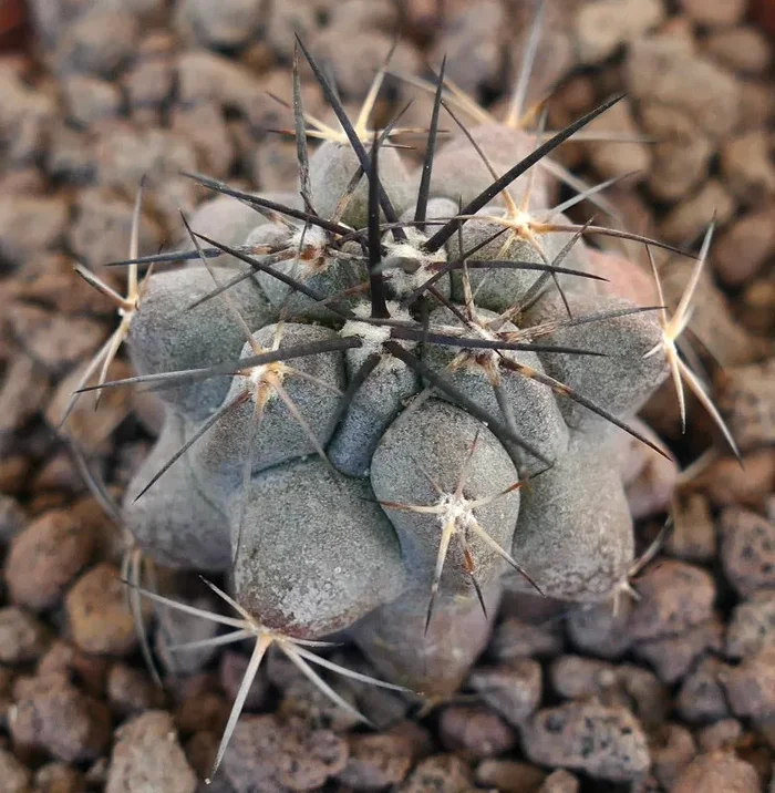 Copiapoa cinerea X Copiapoa griseoviolacea GREY HYBRID