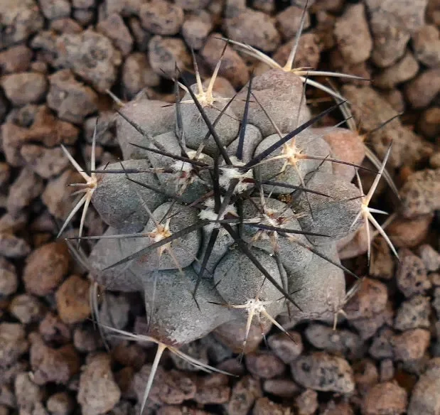 Copiapoa cinerea X Copiapoa griseoviolacea GREY HYBRID - immagine 2