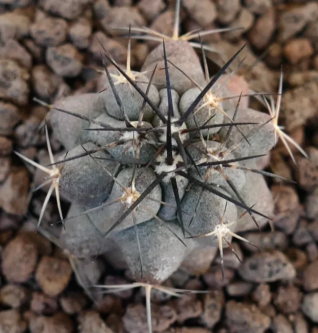 Copiapoa cinerea X Copiapoa griseoviolacea GREY HYBRID - immagine 3