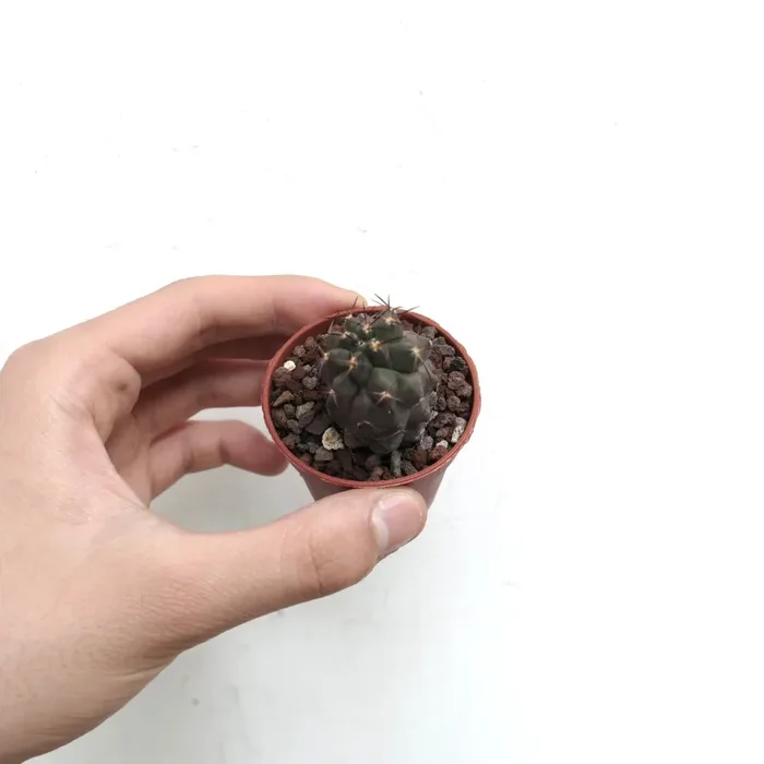 Copiapoa cinerea X desertorum 6R7 - immagine 2