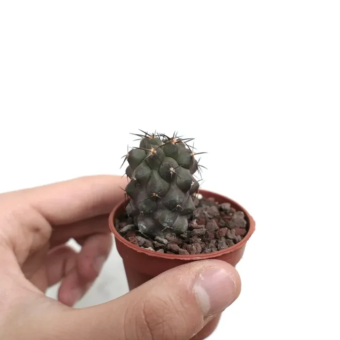 Copiapoa cinerea X desertorum 6R7 - immagine 3