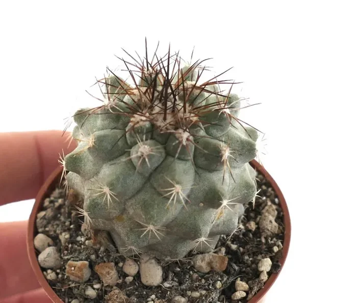 Copiapoa cinerea X desertorum STM1 - immagine 2