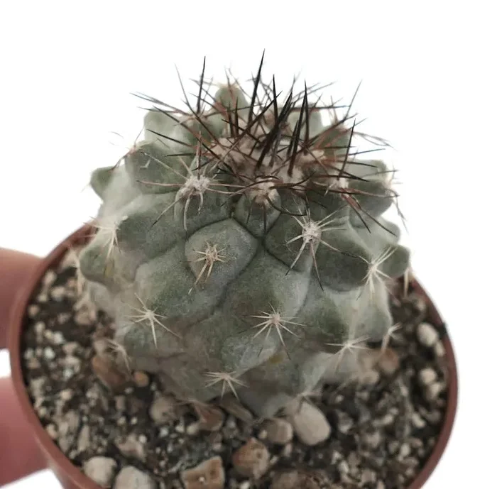 Copiapoa cinerea X desertorum STM1 - immagine 3