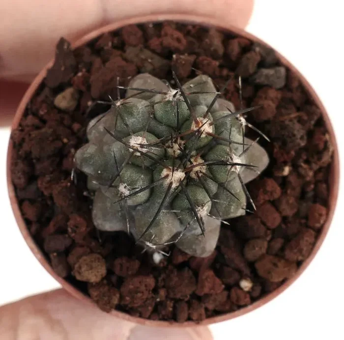 Copiapoa cinerea X griseoviolacea LL7 - immagine 2