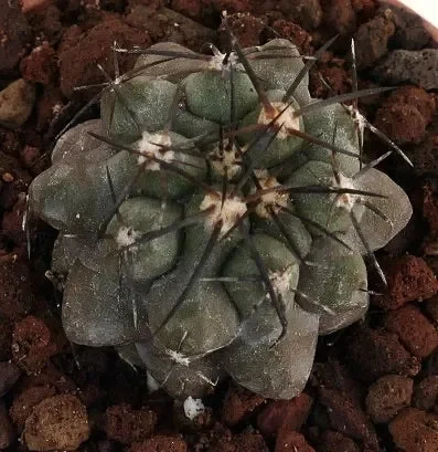 Copiapoa cinerea X griseoviolacea LL7 - immagine 3