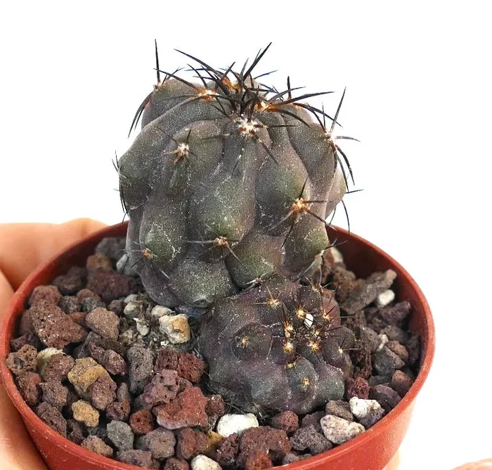 Copiapoa cinerea X griseoviolacea ORB1 - immagine 2