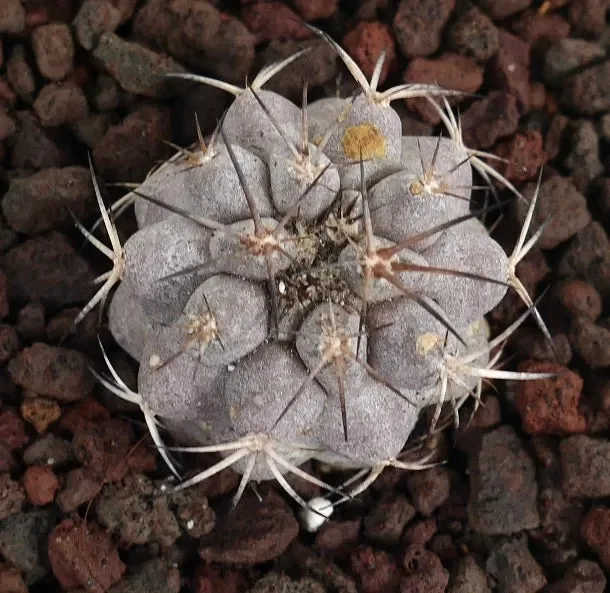 Copiapoa cinerea X griseovolacea GREY-PINKISH colour