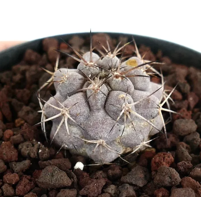 Copiapoa cinerea X griseovolacea GREY-PINKISH colour - immagine 2