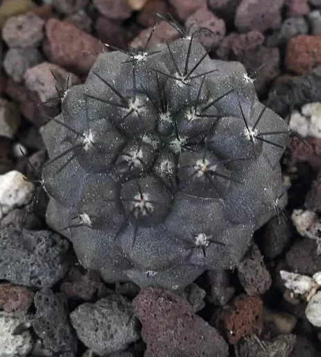 Copiapoa cinerea X humilis