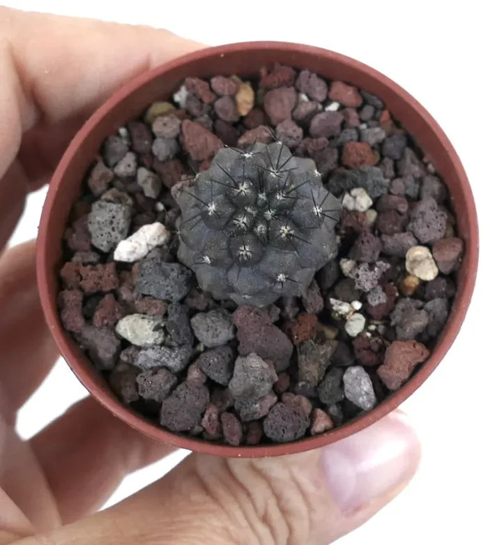 Copiapoa cinerea X humilis - immagine 2