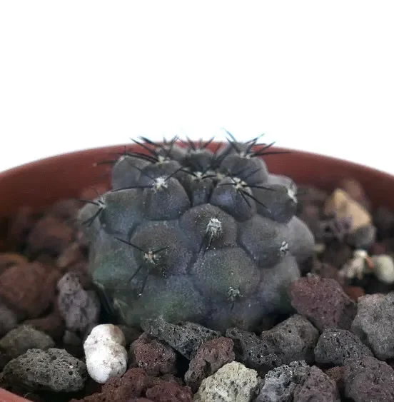 Copiapoa cinerea X humilis - immagine 3