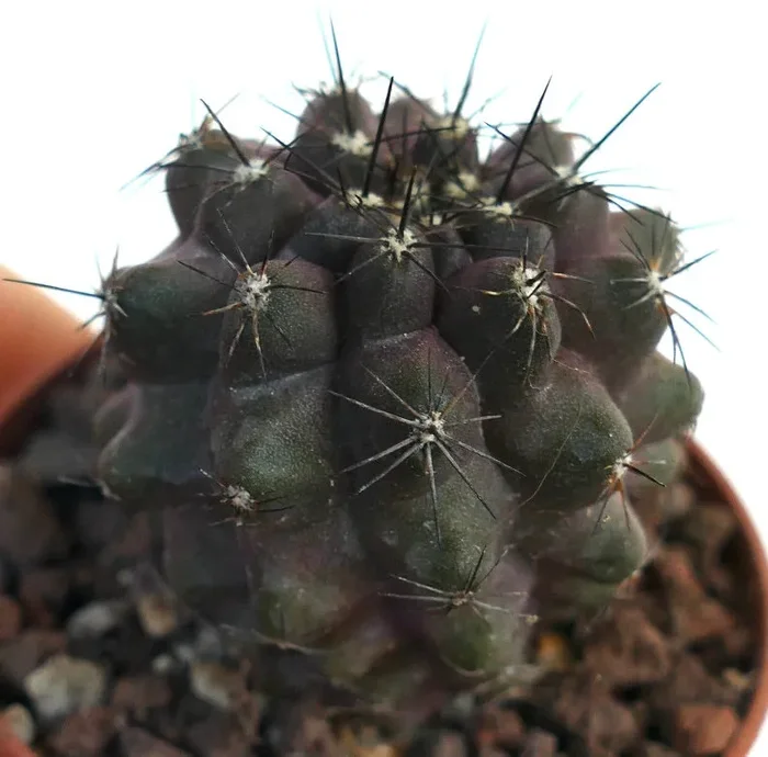 Copiapoa cinerea X humilis