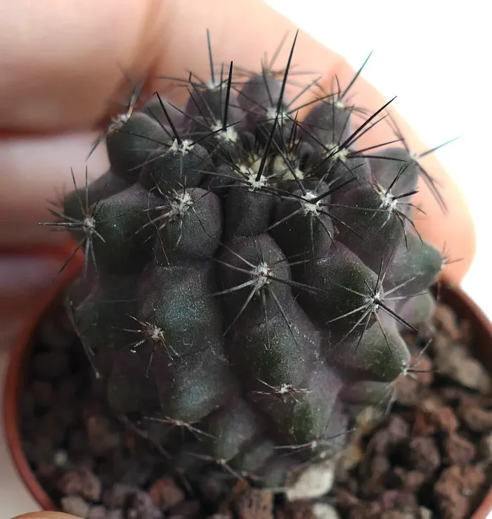 Copiapoa cinerea X humilis - immagine 2
