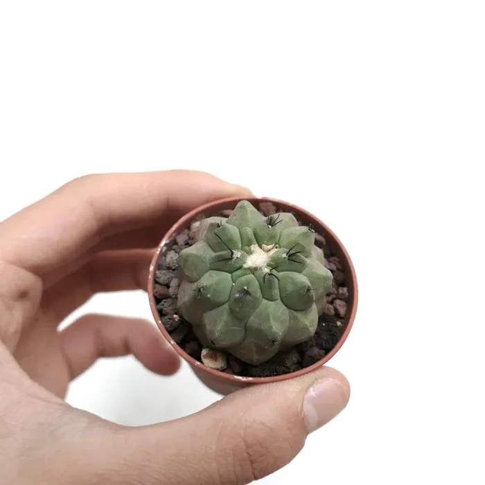 Copiapoa cinerea X hypogaea RZ7 - immagine 2