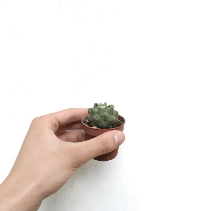 Copiapoa cinerea X hypogaea RZ7 - immagine 3