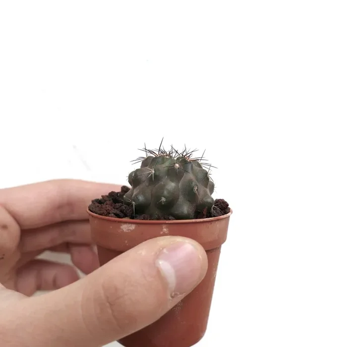 Copiapoa cinerea X serpentisulcata B42 - immagine 2