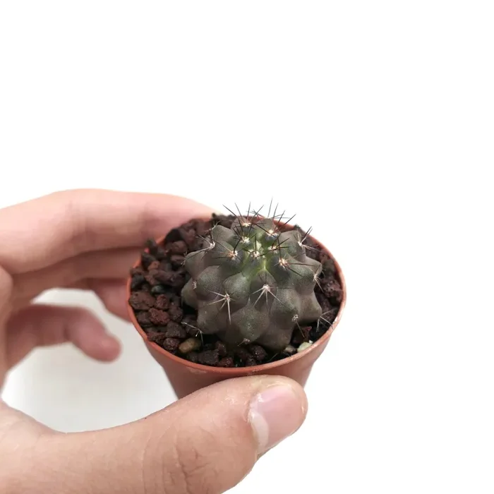 Copiapoa cinerea X serpentisulcata B42 - immagine 3