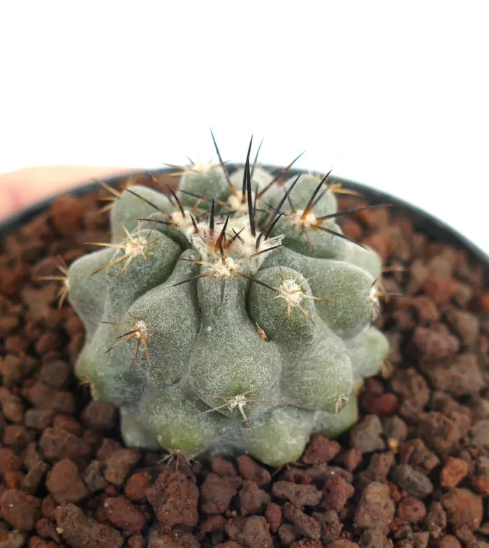 Copiapoa cinerea X serpentisulcata Online