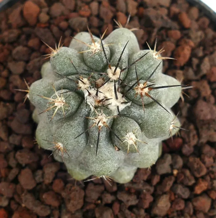 Copiapoa cinerea X serpentisulcata Online - immagine 2