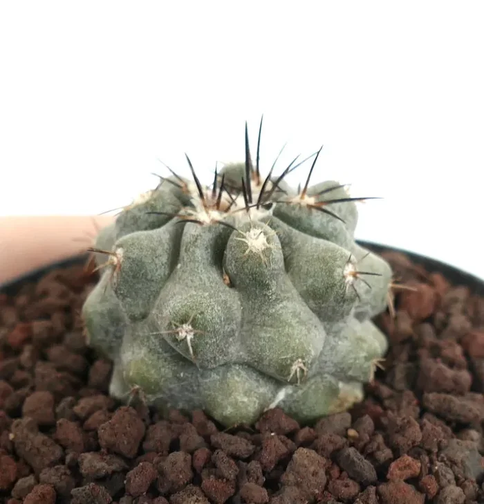 Copiapoa cinerea X serpentisulcata Online - immagine 3