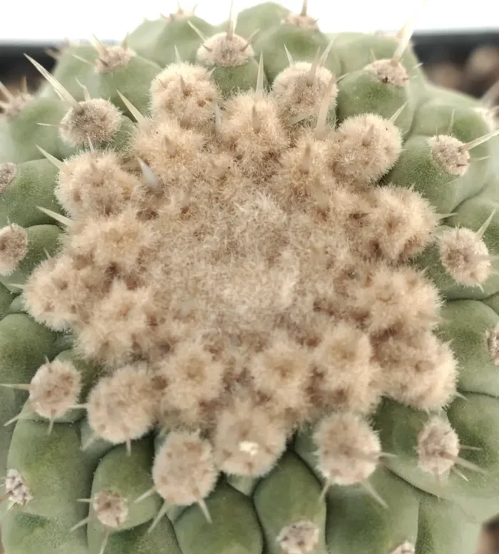 Copiapoa columna-alba In saldo