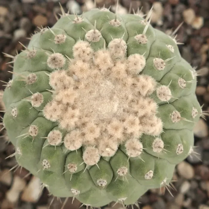 Copiapoa columna-alba In saldo - immagine 2