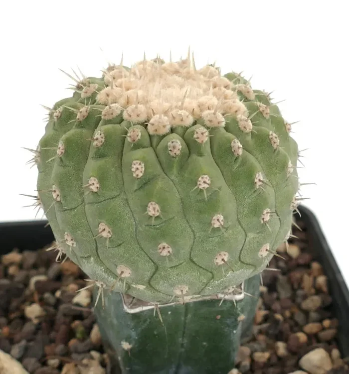 Copiapoa columna-alba In saldo - immagine 3