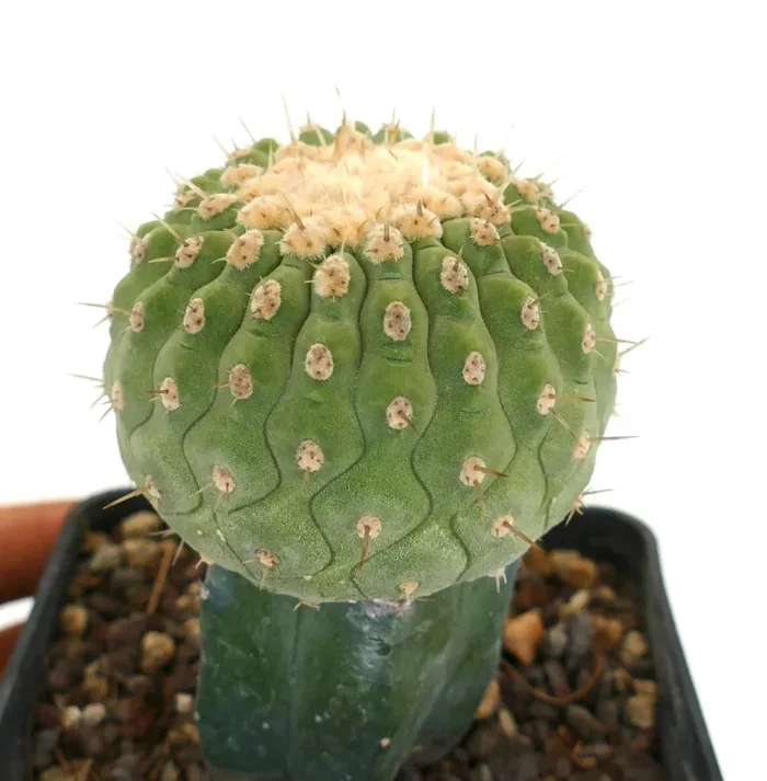 Copiapoa columna-alba - immagine 2
