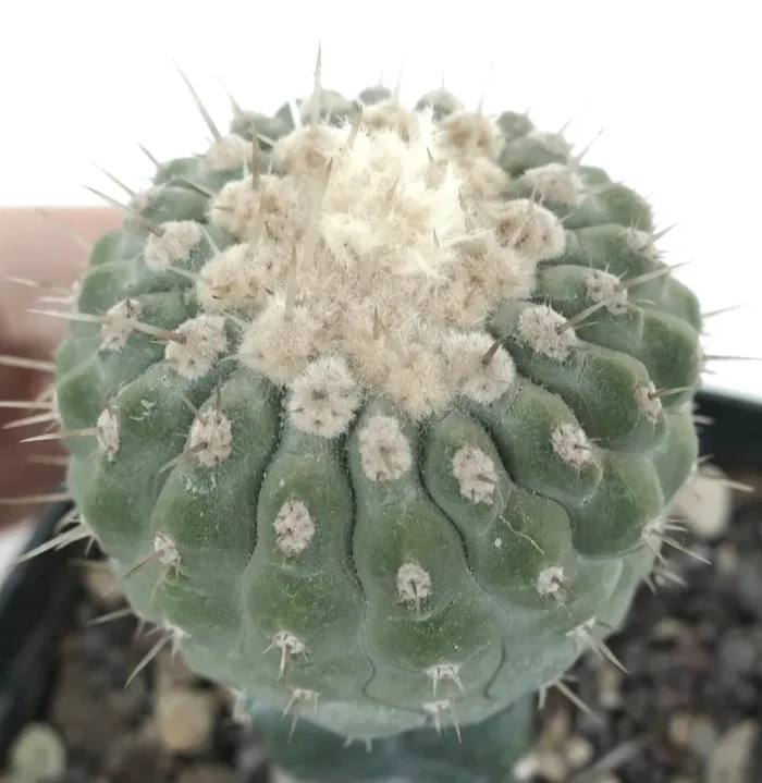 Copiapoa columna-alba var. albispina