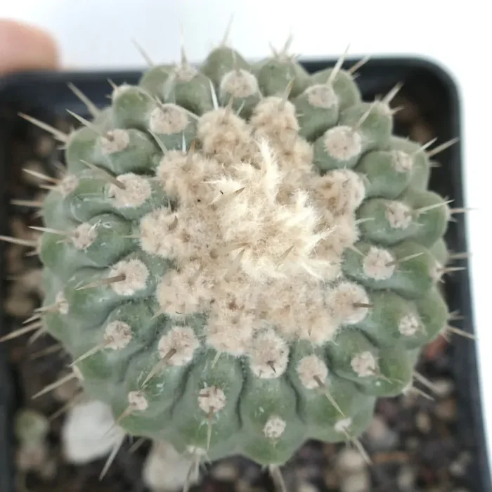 Copiapoa columna-alba var. albispina - immagine 2