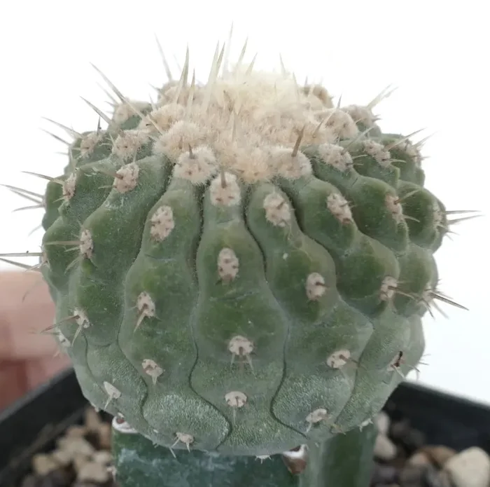 Copiapoa columna-alba var. albispina - immagine 3