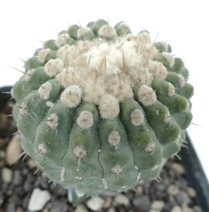Copiapoa columna-alba var. albispinus