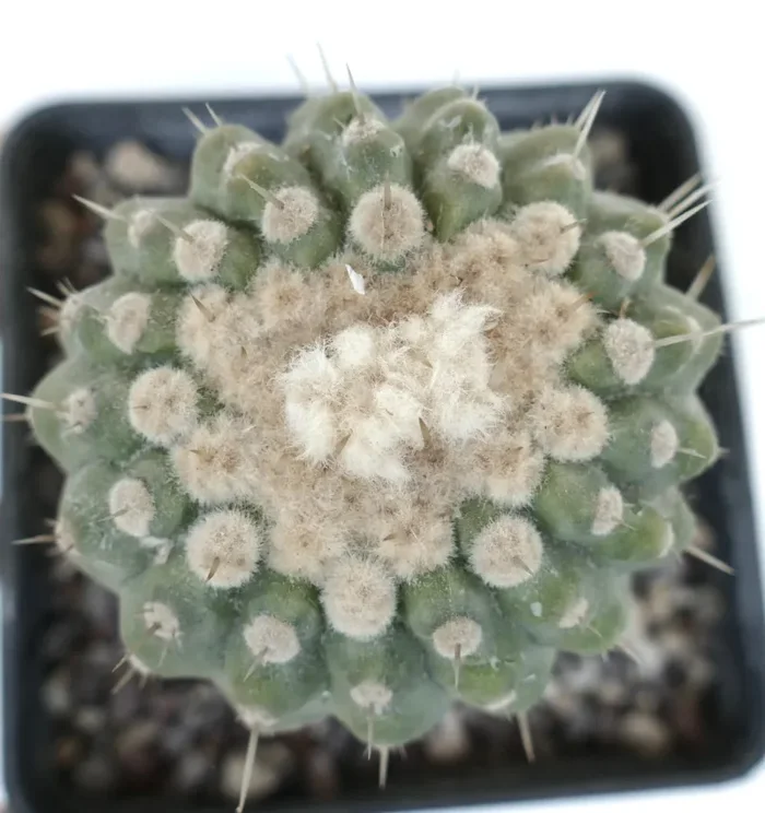Copiapoa columna-alba var. albispinus - immagine 2