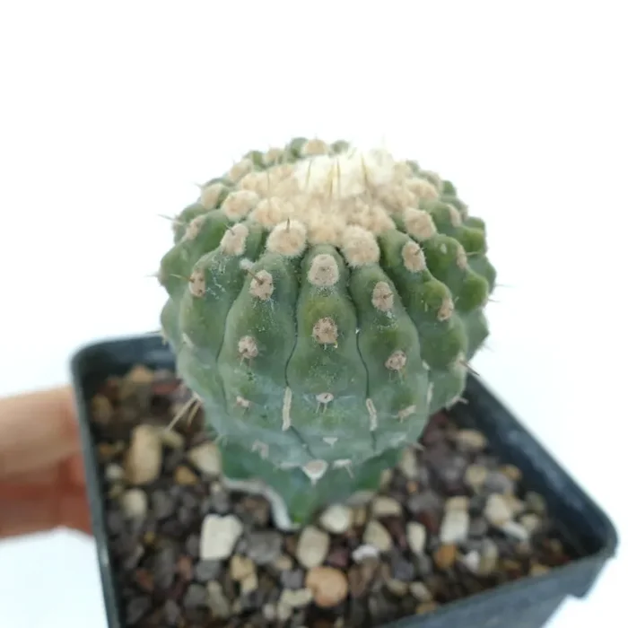 Copiapoa columna-alba var. albispinus - immagine 3