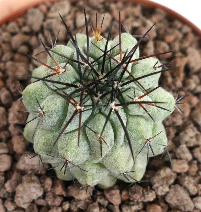 Copiapoa columna-alba X Copiapoa atacmensis Online