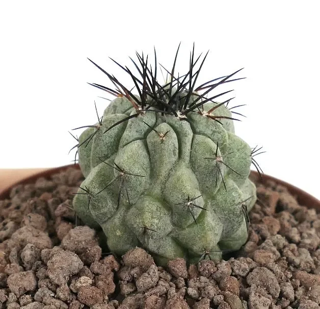 Copiapoa columna-alba X Copiapoa atacmensis Online - immagine 2