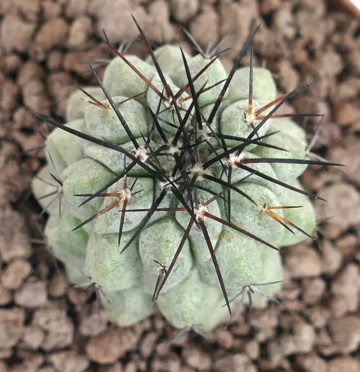 Copiapoa columna-alba X Copiapoa atacmensis Online - immagine 3