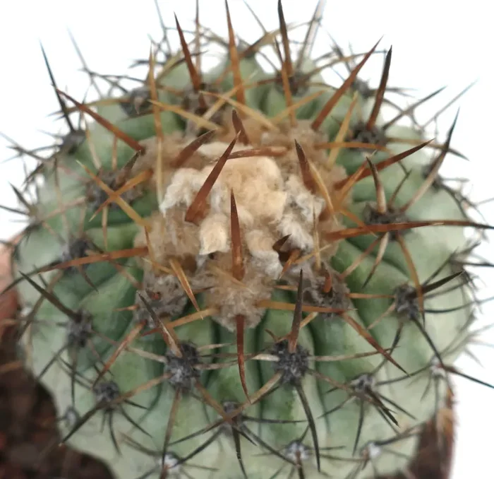 Copiapoa columna-alba X Copiapoa goldii Moda