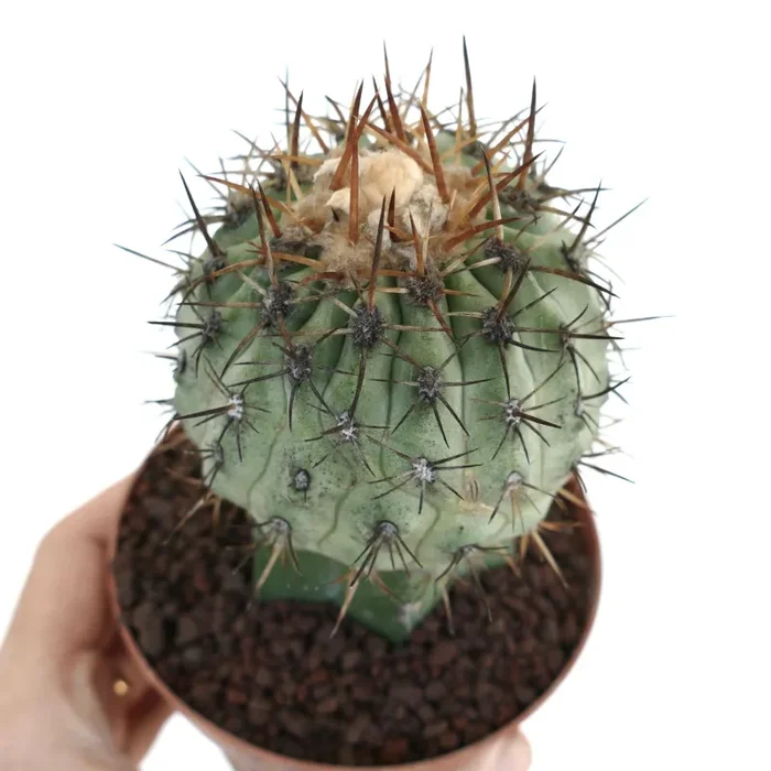Copiapoa columna-alba X Copiapoa goldii Moda - immagine 2