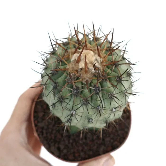Copiapoa columna-alba X Copiapoa goldii Moda - immagine 3