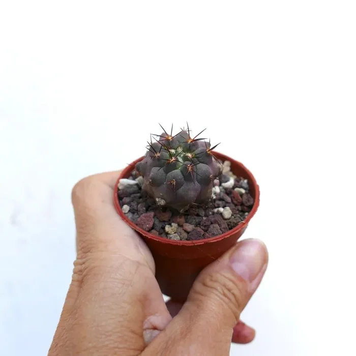 Copiapoa columna-alba X griseoviolacea PL460 - immagine 2
