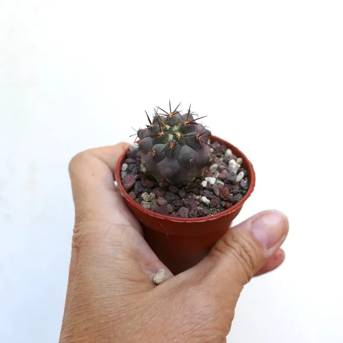 Copiapoa columna-alba X griseoviolacea PL460 - immagine 3