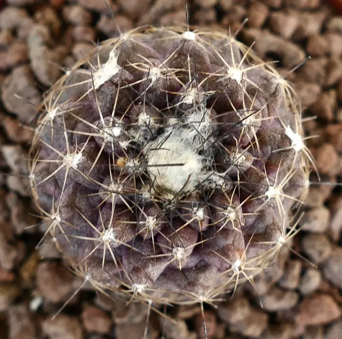 Copiapoa continua SELECTED