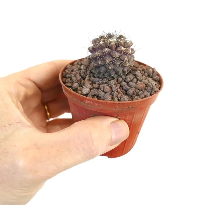 Copiapoa continua SELECTED - immagine 2