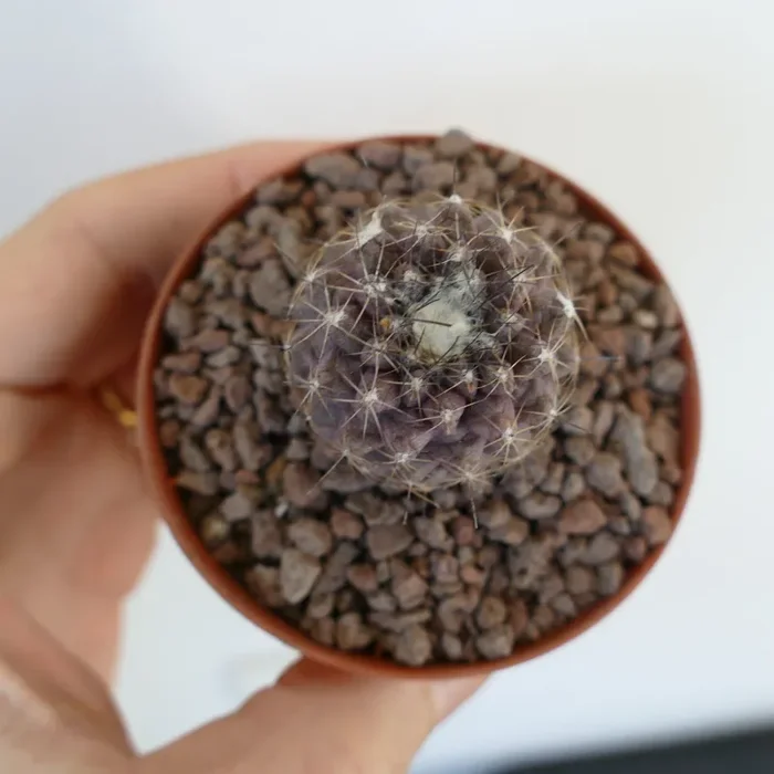 Copiapoa continua SELECTED - immagine 3